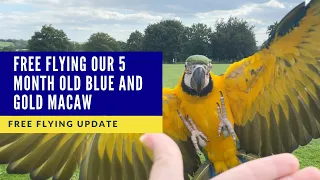 FREE FLYING BABY BLUE AND GOLD MACAW | SHELBY THE MACAW