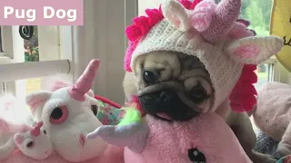 Compilación De Videos De Perros Pug Más Lindos Y Divertidos 2020 lo Mejor De