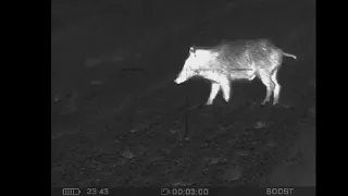 Senopex Dot A7 vs. Wild Boars at Close Range #hoghunting #senopex #thermal