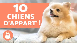 10 races de CHIENS d'APPARTEMENT 🏠 (Les meilleurs !)