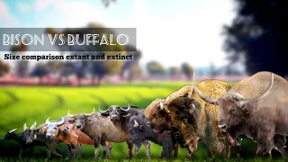 BISON VS BUFFALOS, Buffalos and bison size comparison.