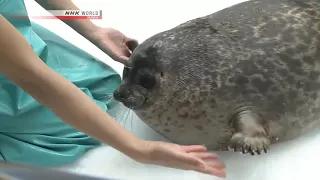 Yuki is a cute Seal (◕ω◕✿)