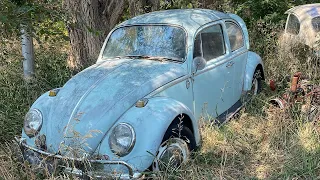 Forgotten 1966 Vw Beetle | First Wash and Tear down