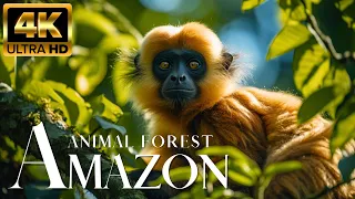 Wildlife Amazon 4K 🐾 Exploring the untamed Animals Jungle