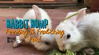 Adorable Rabbits Feeding and Frolicking | A Heartwarming Rabbit Adventure!