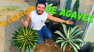 Toda mi colección de AGAVES EXÓTICOS / vivero suculento