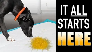 The SIMPLE Way To STOP Using Puppy Pee Pads FAST!!!