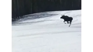 Moose runs down ski run at Breckenridge with snowboarders