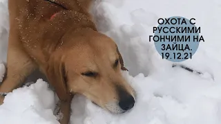 охота с русскими гончими на зайца .19. 12 .21