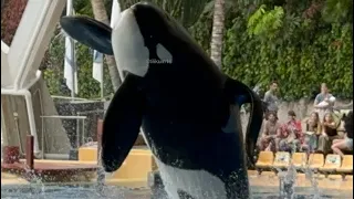 Orca Ocean (Full Show) April 6, 2024 - Loro Parque Spain