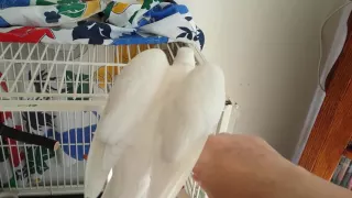 Dove laughing