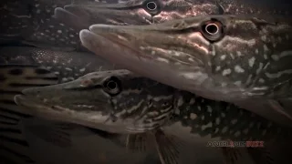 Trolling for Trophy Northern Pike in Fall