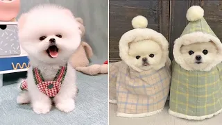 Funny and Cute Dog Pomeranian 😍🐶| Funny Puppy Videos #98