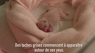 Les 7 premiers jours de bébé panda