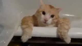 Толстый кот не может вылезти из ванной - Fat Cat in bath
