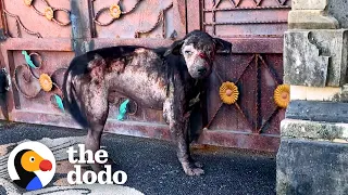 Abandoned Street Dog Who Didn't Know How To "Dog" | The Dodo Faith = Restored