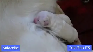 Golden Retriever Female Dog Giving Birth To 14 Cute Puppies