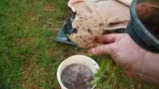 grow Mycorrhizae Fungi fast