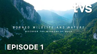 Borneo Wildlife and Nature | Episod 1 | TVS Entertainment