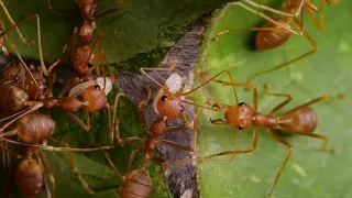 Weaver ants (Oecophylla smaragdina)