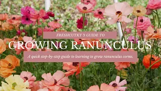 GROWING RANUNCULUS FROM START TO FINISH: HOW TO PLANT RANUNCULUS CORMS in BOTH SPRING AND FALL