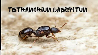 Tetramorium caespitum|лёт,содержание и интересные факты.