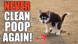 How To Potty Train ANY SIBERIAN HUSKY PUPPY! (STOP Pooping/Peeing Inside FOREVER!)