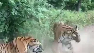 Tigers fighting At Ranthambore National park