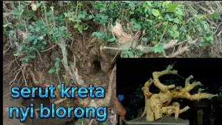 cari bahan bonsai ukuran shito malah dapet yang jumbo..