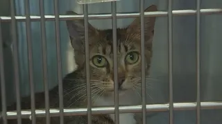 Austin-area animal shelters are overcrowded, adoptions and foster care needed | FOX 7 Austin