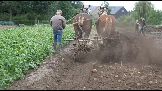 Harvesting potatoes: Belgian draft horses draw a potato digger