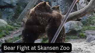Wild Encounter: Epic Bear Battle Unfolds at Skansen Zoo, Stockholm, Sweden !"  #bearfight #stockholm