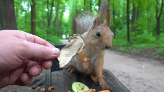 Про белку, которая не Копия / About a squirrel that is not Copy