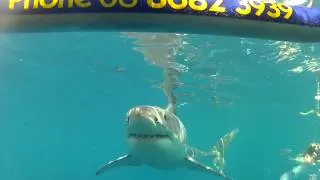 White Shark at the Neptune Islands