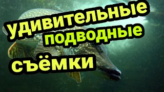 Подводная съёмка! ШОК! Необъяснимые атаки щуки!