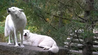 The Laziest Wolf We've Ever Known Howls Again