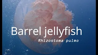Barrel Jellyfish, (Rhizostoma Pulmo)