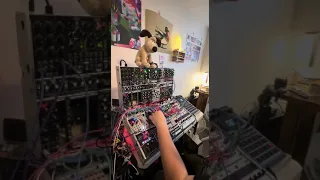 tb303 day (but it’s eurorack)