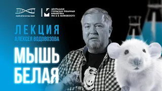 Мышь белая. Лекция Алексея Водовозова