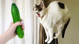 Funniest Animals 2023 😅 Best Funny Cats and Dogs Videos 😹🐶 Part 8