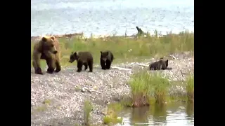 The sad loss of a bear cub. Explore.org 07 July 2020