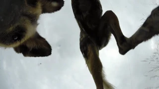 Wild Dogs saying Finders Keepers in Djuma - ByeBye GoPro...