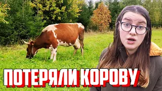 Грустные новости из деревни. Потеряли корову