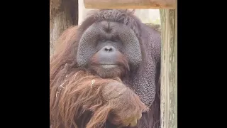 Male Orangutan Chilling.