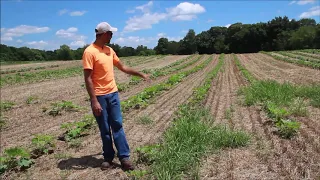 How to Manage Grass in No till Pumpkin Production
