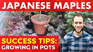 How to Grow Healthy Japanese Maple Trees in Pots | Long Term Success