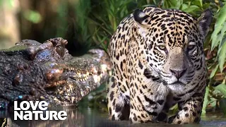 Jaguar vs Caiman: A Battle of Predators | Love Nature