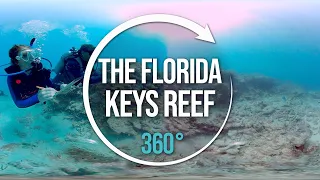 Explore the Florida Keys Reef | 360°