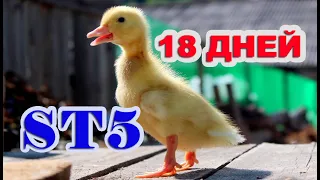 Классный вес! ST5 взвешивание 18 дней БРОЙЛЕРНАЯ утка