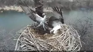 Osprey Nest Attack